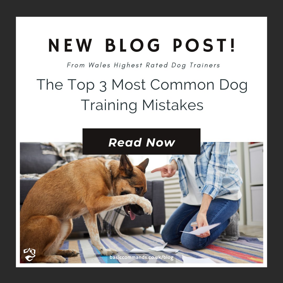 BasicCommands's tweet image. 🐕 The Top 3 Most Common Dog Training Mistakes 🐕
Training your dog can be a rewarding experience, but its important to avoid common mistakes...
🔗➡️ loom.ly/YGt4VCY
#️⃣ #Blog #dogtraining #dogtrainingtips #dogbehaviour #dogobedience #obediencetraining #olderdogtraining