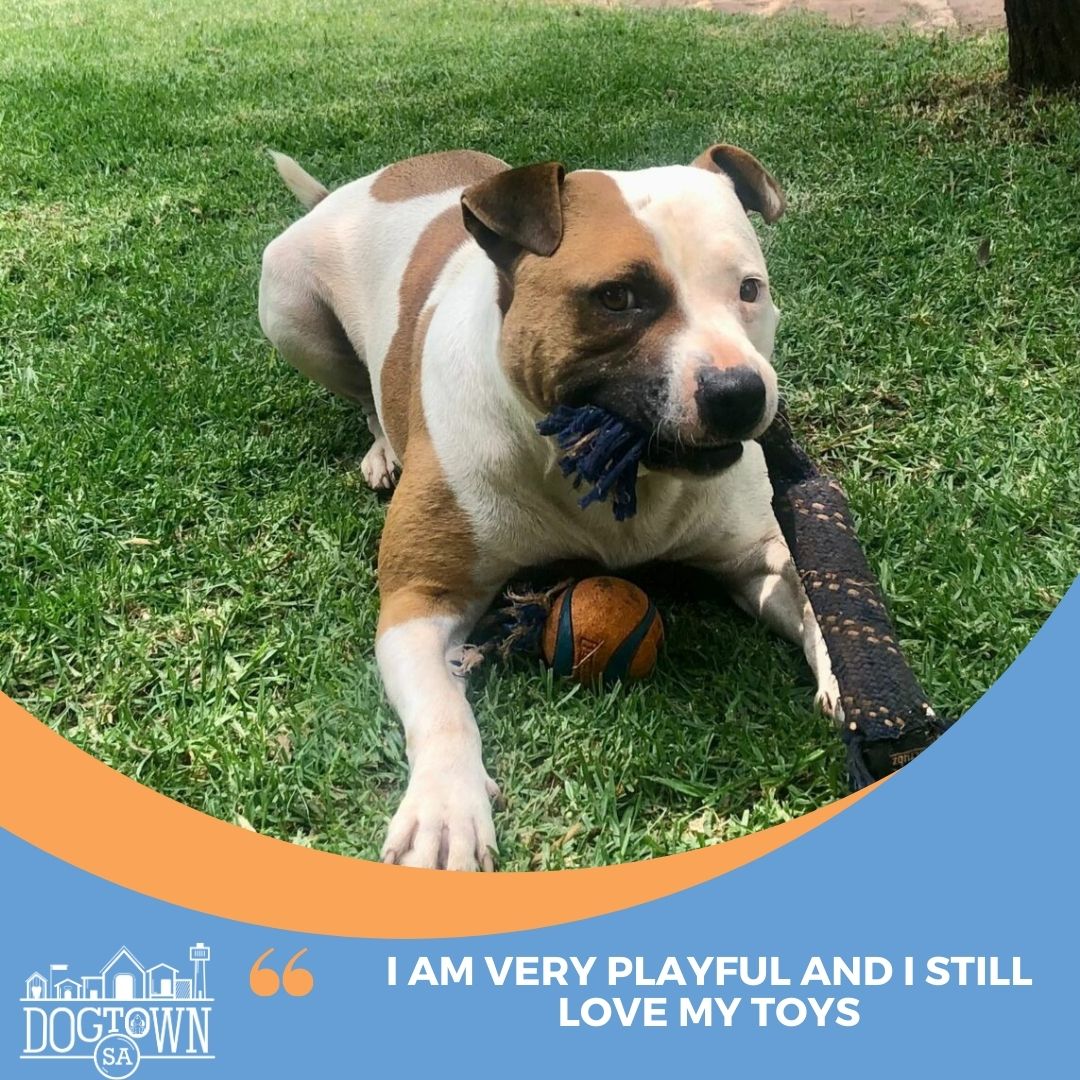 DogtownSA tweet media