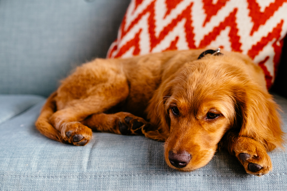 DiscoverDogsUK's tweet photo. 1 in 3 dogs develops cancer.

This World Cancer Day, speak to your vet if your dog has:
- Tummy problems
- A lump
- A sore that won’t heal
- Unusual tiredness
- Weight loss
- Changes to how much they eat, drink or wee

Find out more at https://t.co/aJsDzYShOX https://t.co/6VWUi0aqYc