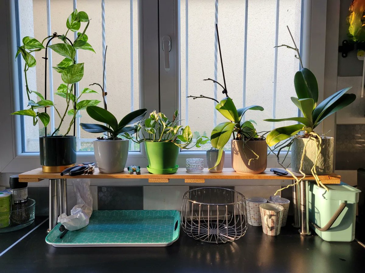 mijakely's tweet photo. Orchidées 🌸

Je crois bien que cette année mes 3 orchidées vont refleurir en même temps 🤩

Ça paraît loin maintenant l'opération sauvetage post confinement.

#orchidées #plantes #fleurs #plantedinterieur
https://t.co/CsIq4samgM https://t.co/C0pwzqbBHC
