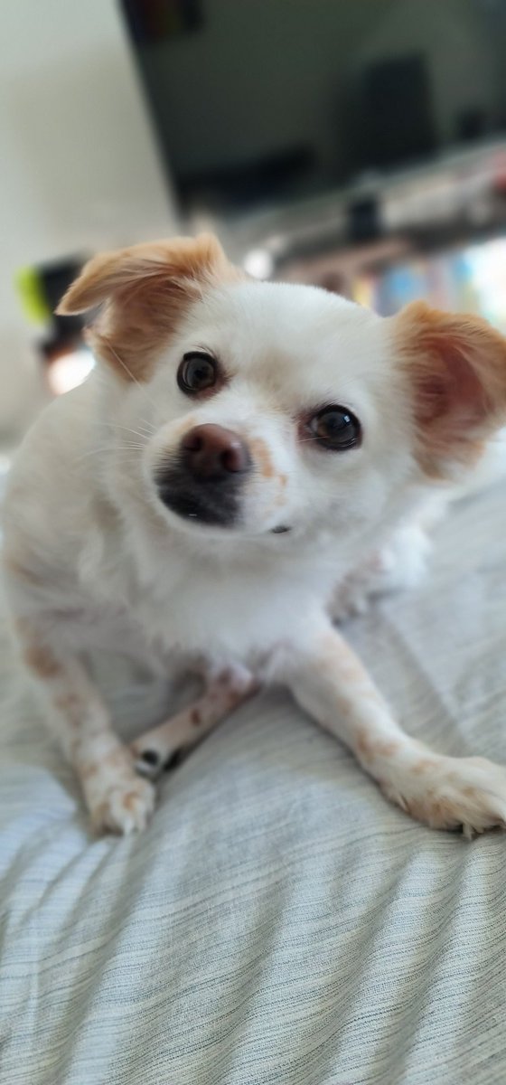 ajsearson's tweet photo. @jentas1 Riley says hi! https://t.co/CAXYhXxUn4