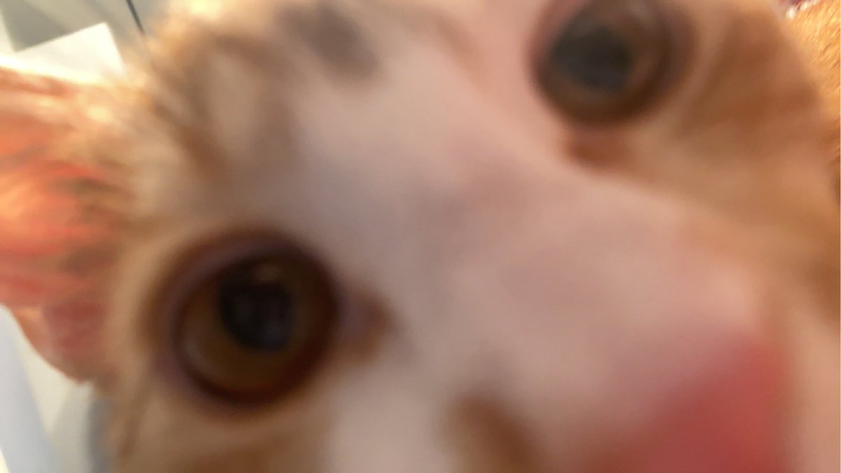 katatonicspice's tweet photo. @tezztweets actually just my cat https://t.co/6VhMDGZsYY