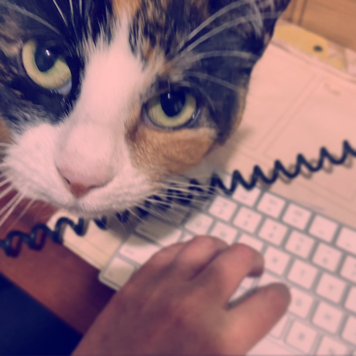 EasyWebThings's tweet image. Meow?