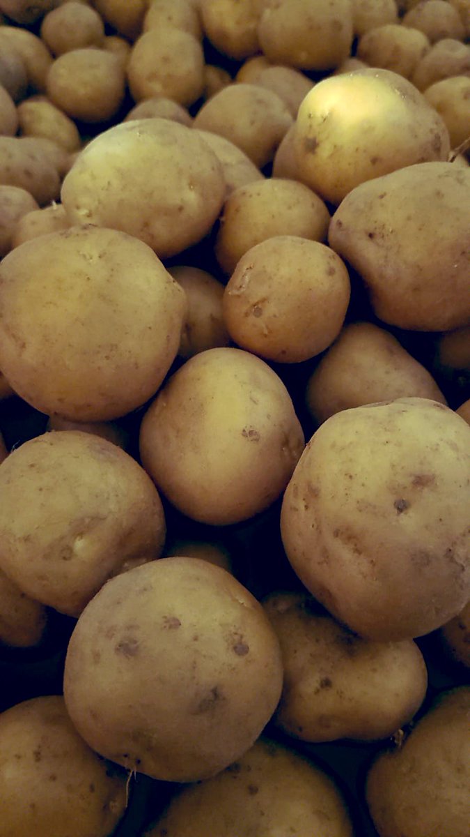 Our Marfona seed looking pretty in store awaiting grading in the next couple of weeks. We currently have a small amount still on our books. Please get in touch with our sales team if you are still looking for seed for your 2023 crop.