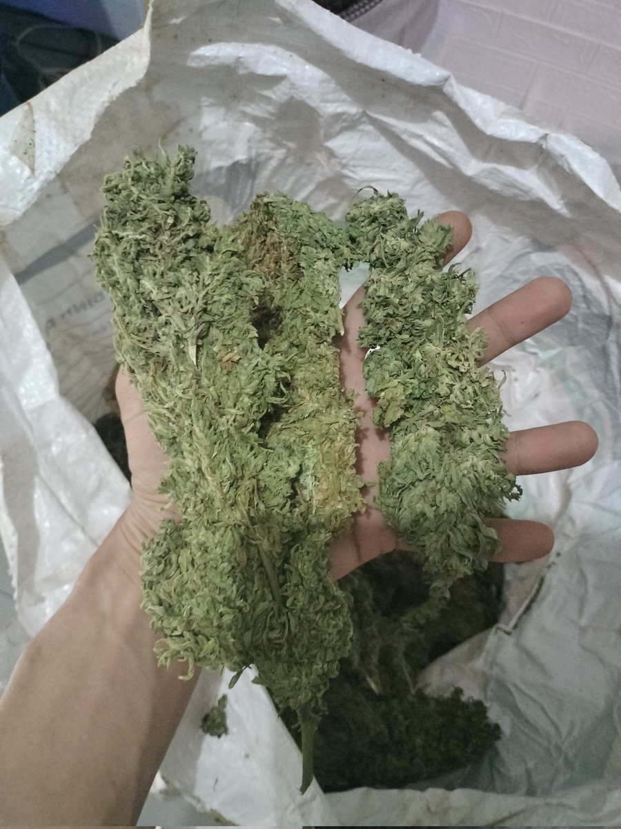 KHAIOTATEAK's tweet photo. ช่อดอกหางกระรอก🦫กรีนแคร
ร็ก🥦 พร้อมส่งเลยน่ะครับ สนใจสั่งซื้อได้เลยครับ 👉https://t.co/7t5RRa1jwY มี@มินสาวสวย คอยบริการท่าน 24 ชั่วโมง มีบริการเก็บเงินปลายทาง 🛵📦💯 #กัญชากรุงเทพ #กัญชาเชียงใหม่ #กัญชาออแกนิค #กัญชารามอินทรา #กัญชารังสิต #กัญชากทม #กัญชาแม่โจ้ #กัญชาเสรี https://t.co/ZMhfyAJhQB