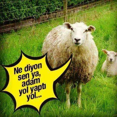EnginOnde's tweet photo. @GCengizhanik @degirmencirfan https://t.co/FamjoVfYh6