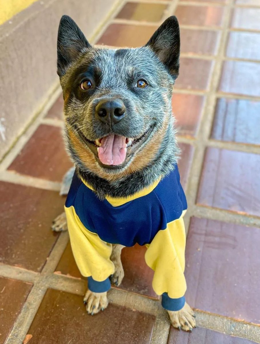 heelersbot tweet media