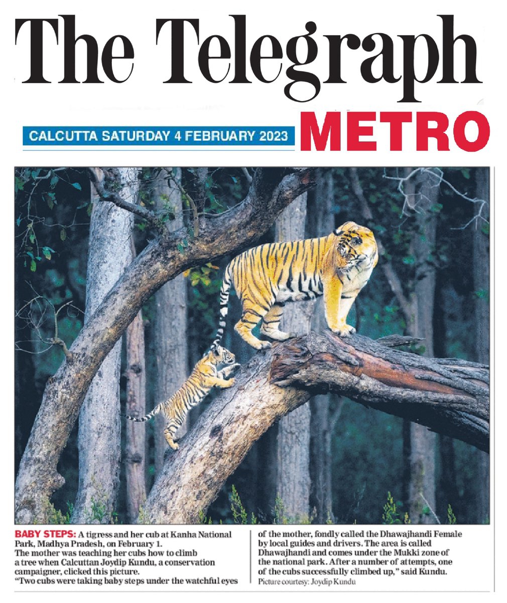 Thanks to @ttindia Metro for publishing our magic-moment today.
@sherspeak @BittuSahgal #conservationmatters #conservation #wildlifephotography #wildlife #wildlifeconservation #tiger #tigerconservation #savethetigers #kanhanationalpark