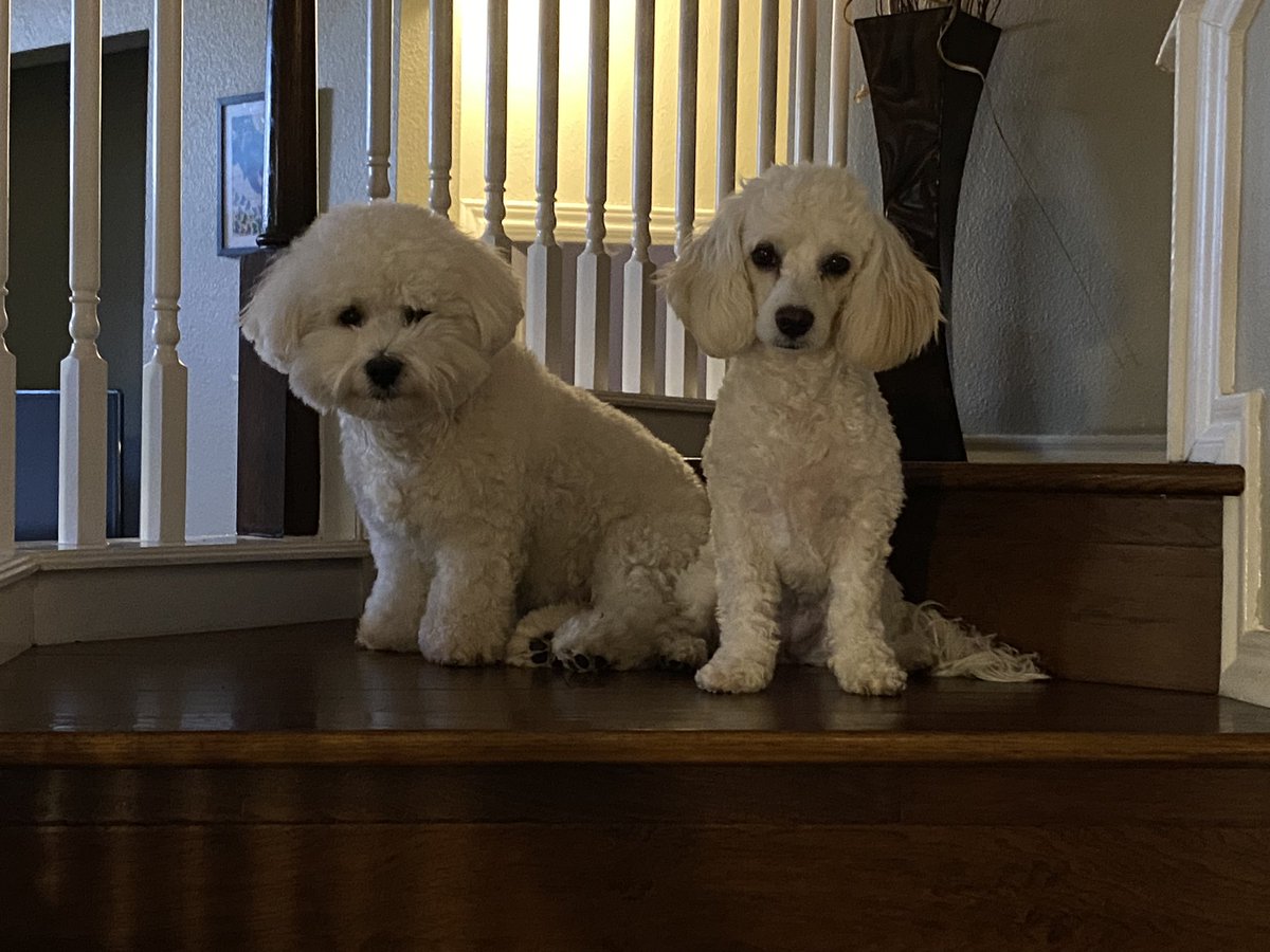 lmcgov's tweet photo. @DevinCow This is fabulous. But my pups would be too scared to go without me. Which means I’ll have to quit my job. https://t.co/e9kQmKAiLG