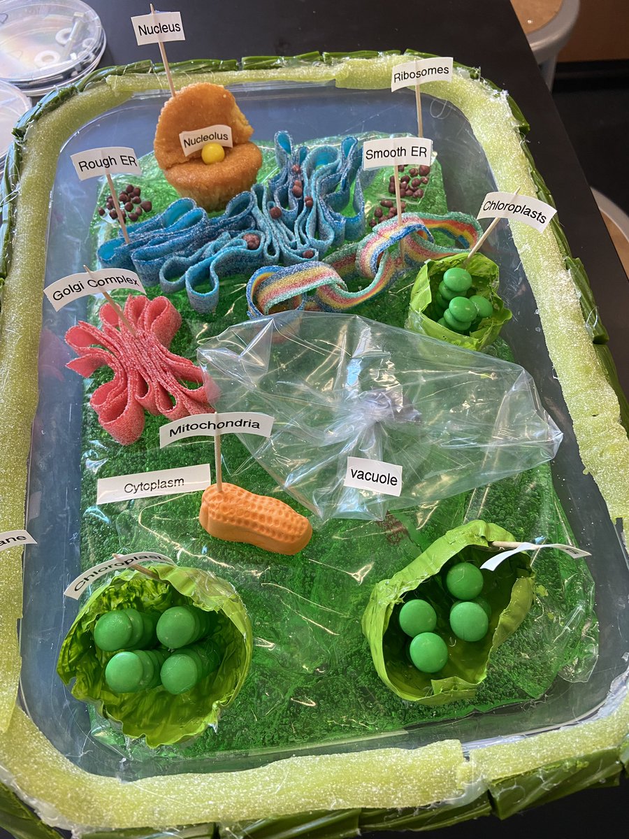 lhs_biology's tweet photo. Cell models pt. 2. #ediblescience https://t.co/3I7BXfWtfQ
