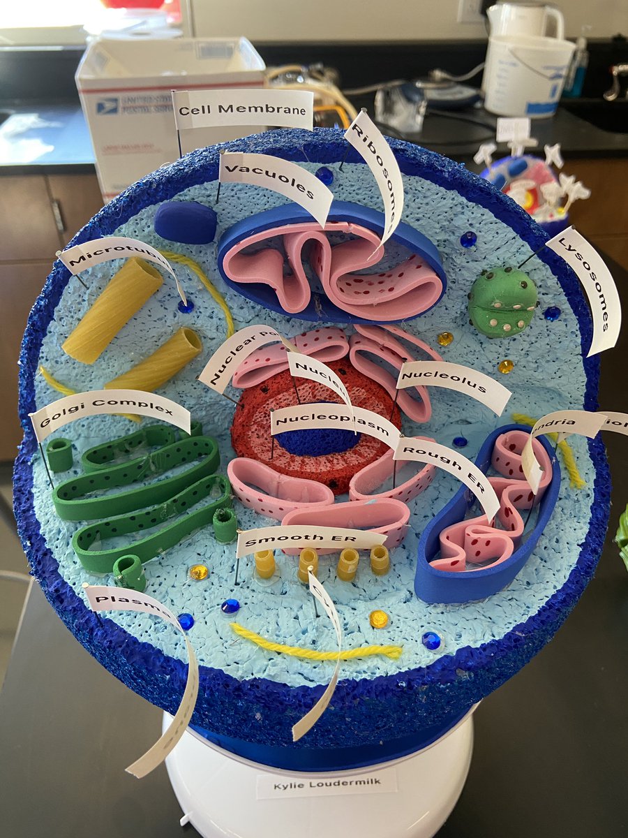 lhs_biology's tweet photo. Cell models pt. 2. #ediblescience https://t.co/3I7BXfWtfQ