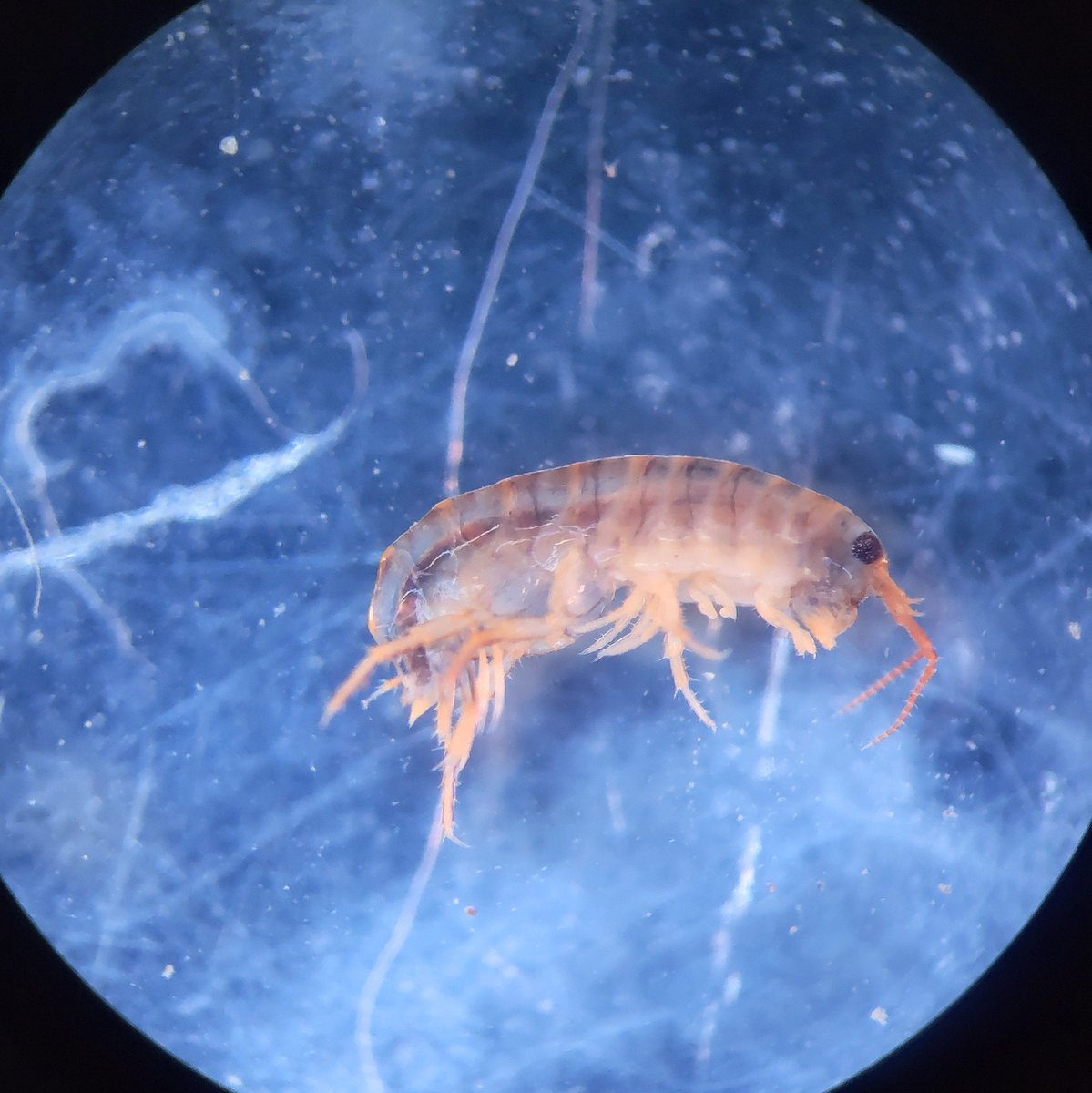 CSGavinChang's tweet photo. 海邊林下的跳鉤蝦

#Talitridae #Amphipod #Taiwan https://t.co/Npfg3f7ZCi