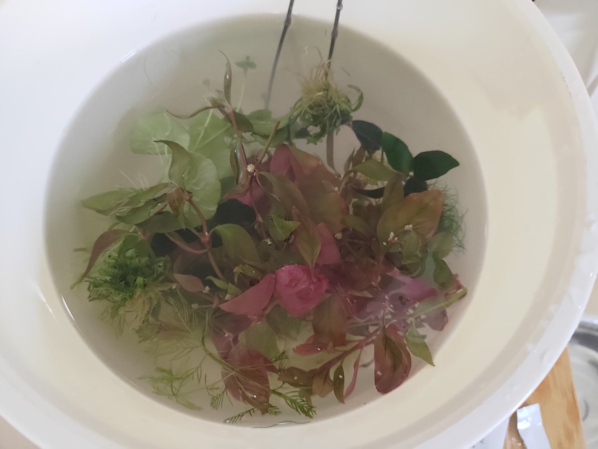 nanachi771's tweet photo. 水草購入～　水草クリーンで貝対策中 https://t.co/jMRpvgSeCr