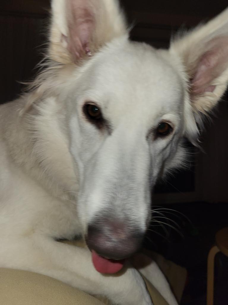 Roswith03857911's tweet photo. @die_werwoelfin #EhrenspalierfuerPaul 
Das tut mir und Frauchen so leid. Alles Liebe für Pauls Menschen ❤️❤️lg Lissy 🐕 🐾 🐕 🐾 https://t.co/ZlFKPJb9Ki