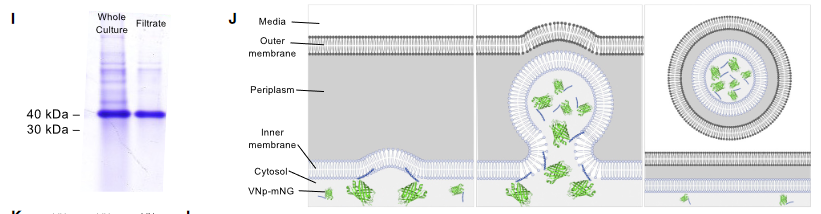 ChenxinLi2's tweet photo. Recombinant protein purification simplified to passing the culture through a 0.45 um filter. Incredible stuff.  

From: https://t.co/RDI5hxr3nb https://t.co/VY0SGu4gNw