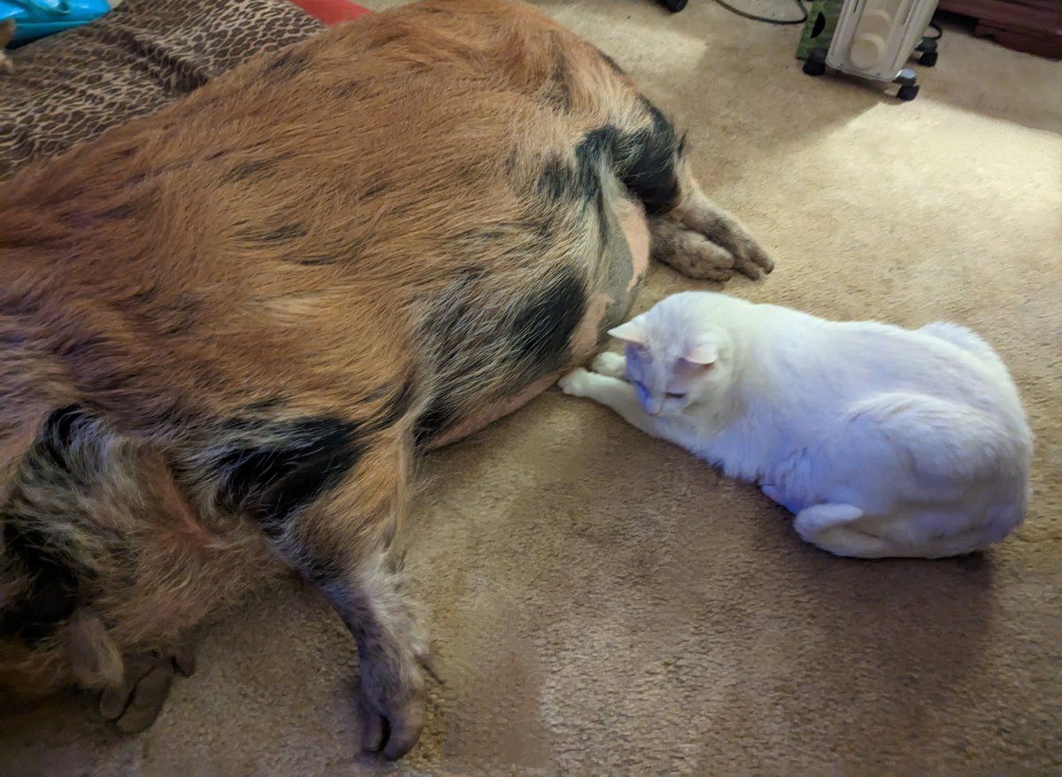 KuneKuneRufus's tweet photo. Space Heater Enjoyer and Space Heater Enjoyer Enjoyer https://t.co/FoBr6SznrY