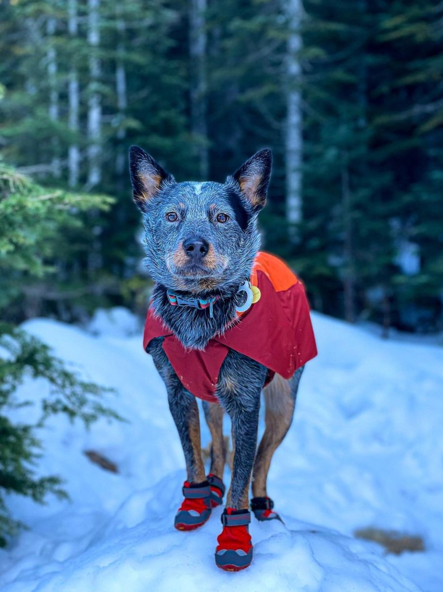 heelersbot tweet media