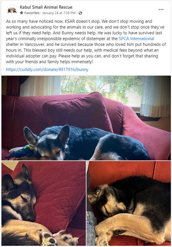 💜🐾BUNNY🐾💜 survived because those who loved him put hundreds of hours in. Please help as you can, and share with your friends and family!

cuddly.com/donate/4917916…

#KSAR
#KSARpack
#RescueDogs 
#RescueCats
#AnimalRescue
#Afghanistan
#Kabul 
#AnimalLovers
#AdoptDontShop