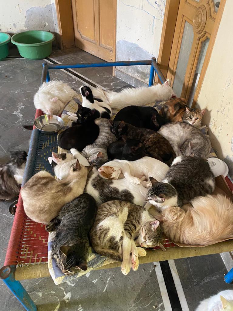 psa_pk's tweet photo. It gets overwhelming sometimes when so many animals rely on you for getting them the life they deserve. There are 29 cats and 15 dogs that still await their homes and while they do that, their bills keep piling up 😔 I wish rescue was easy https://t.co/piHUkoOVhJ