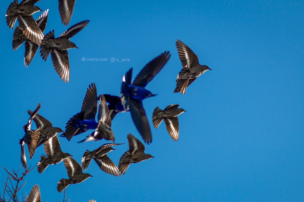 O_arra_'s tweet photo. can you tell what this flock of Grandalas are eating?
#grandala #natgeoindia #BirdsOfTwitter #canonphotography #canonindia #birding #birds #birdphotography #himachal #himachalpradesh #IndiAves https://t.co/qe84ayaJzY