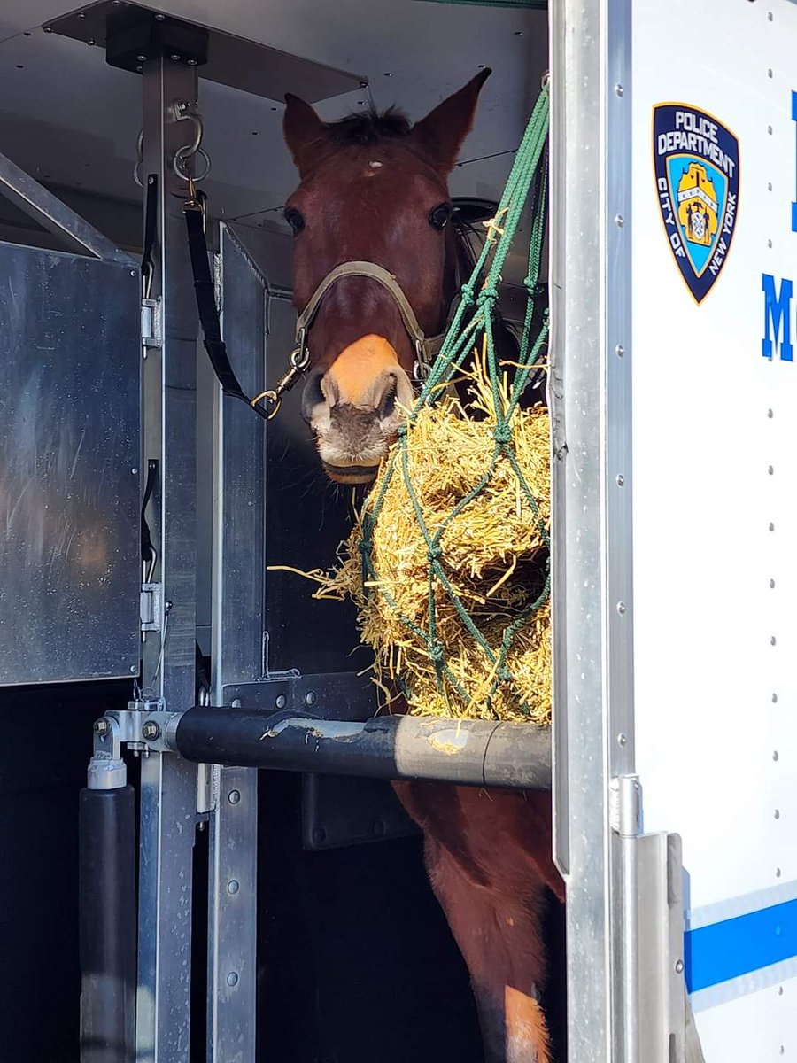 NYPD 💙 BATTLER 💙 RESCUED FROM SLAUGH-TER IS OFF TO THE NYPD! CHECK OUT HIS CHEST BADGE...#horseadoption #horses #horselover #mountedpolice #equine #horsepatrol #horsebackriding #policemount