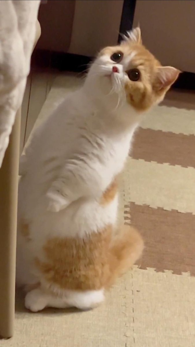 SMT_Frogie's tweet photo. I mean this pussy https://t.co/dTSnkauFe0