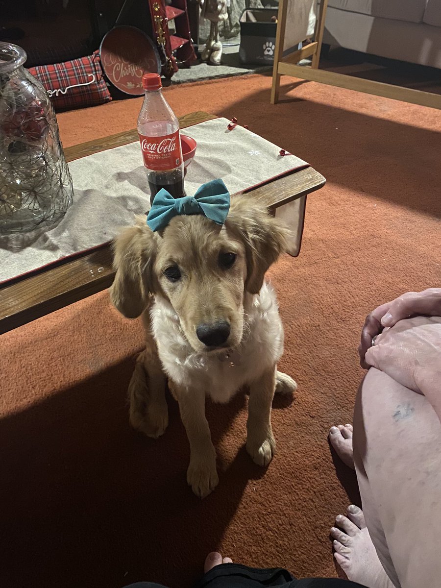 getthatsocial's tweet photo. Little Miss Winter before her Puppy Kindergarten graduation 🥹

#NationalGoldenRetrieverDay https://t.co/7eiWslQVJ6