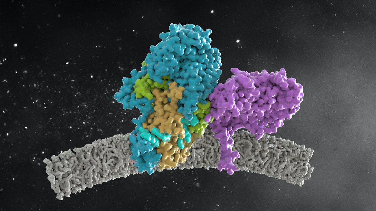 jhschaef's tweet image. Thrilled to share our new @biorxivpreprint: "Structure of the ceramide-bound SPOTS complex"
from @MoellerGroup @DJanuliene @krparey. Great collaboration with @FlorianFrhlich3 lab, spearheaded by Carolin Körner. #CryoEM
biorxiv.org/content/10.110…
