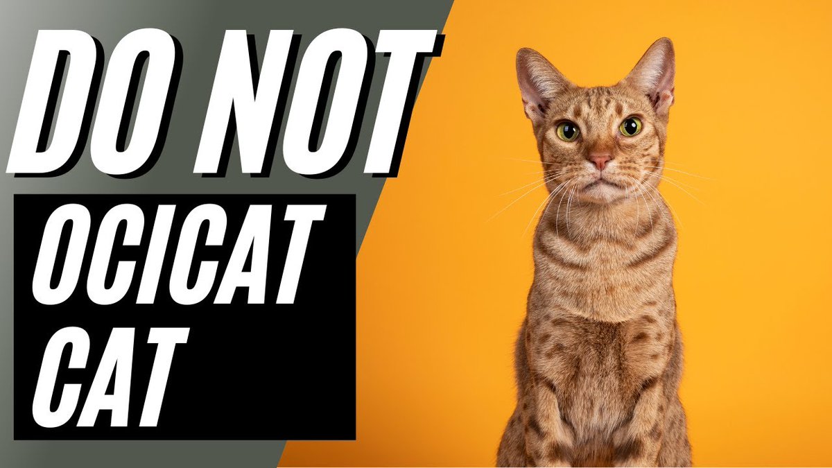 MeowMoeDotCom's tweet photo. オシキャットを飼ってはいけない7つの理由
https://t.co/FGXtJkkBLM
#ocicat #Bengal #CatBreeds101 #Kittens #KittensPlaying #Meulicats https://t.co/kXYKXZpLTT