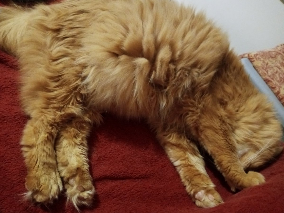 anotherearth's tweet photo. Bradley tum! 

#CatDadProblems https://t.co/ma6vvAp44O