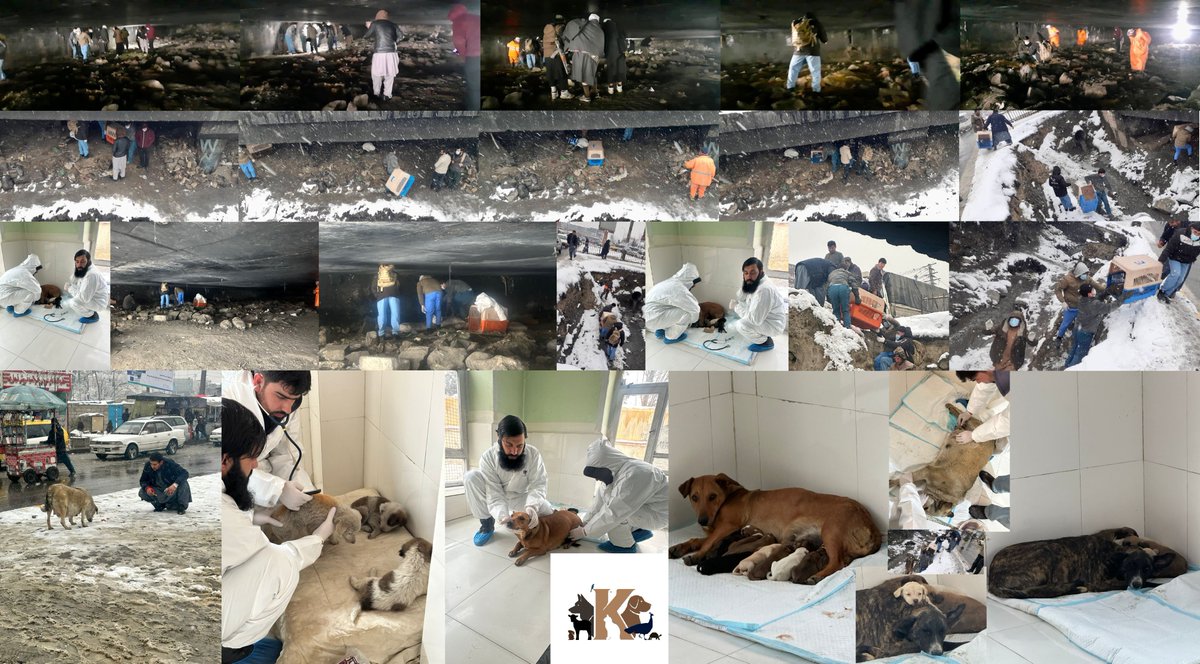 #KSAR
#KSARpack
#RescueDogs 
#RescueCats
#AnimalRescue
#Afghanistan
#Kabul 
#AnimalLovers
#AdoptDontShop