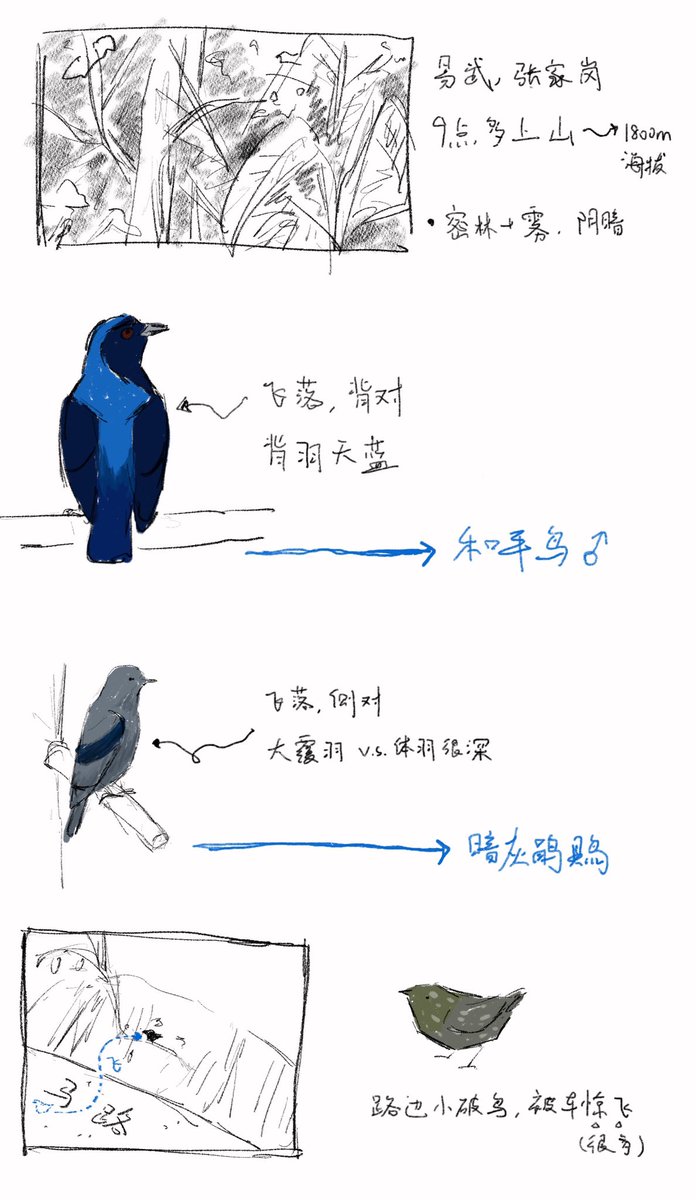 drainpipeeee's tweet photo. Field sketches from last trip in Bannan, Yunnan province, China.

#naturejournal #naturejournaling #fieldsketch #fieldnotes #birdnotes #sketches #birdart #butterflyart #analysis https://t.co/urLBapWggU