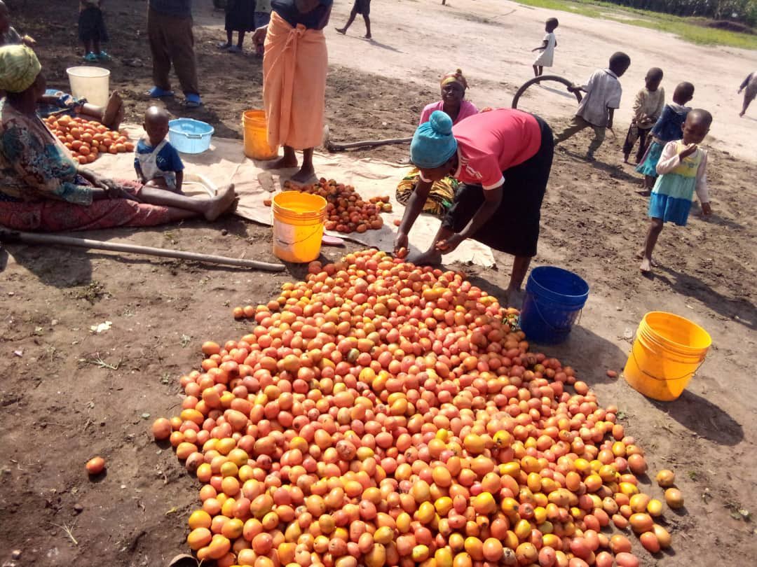 #HEMBURAproject:L’heure est à la récolte ! 

C’est avec joie que les bénéficiaires du projet HEMBURA issu du consortium #SAD,#HelpAChild,#HollandGreentech ;ont effectué la récolte d’aubergines et de tomates,fruit de leur travail dans les champs du site de déplacés de Sobel.