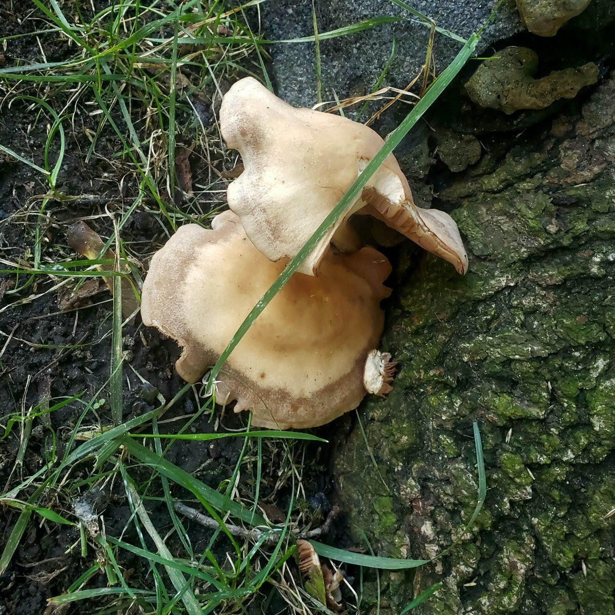 Great Lakes Fungi 🍄 on Twitter "At the base of an oak tree located in