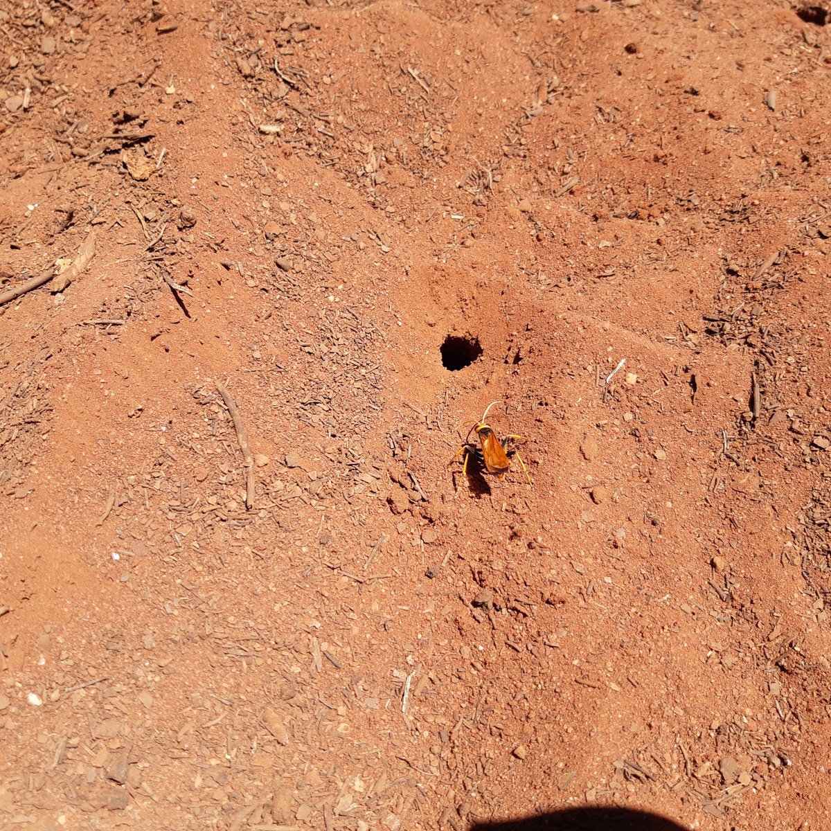 MF_MickE's tweet photo. Species ID boffins welcome to tell us what this wasp is called? Thanks. Found digging on an active malleefowl mound. Tomorrow will reveal if it's still there... https://t.co/iFyB5qTJ62