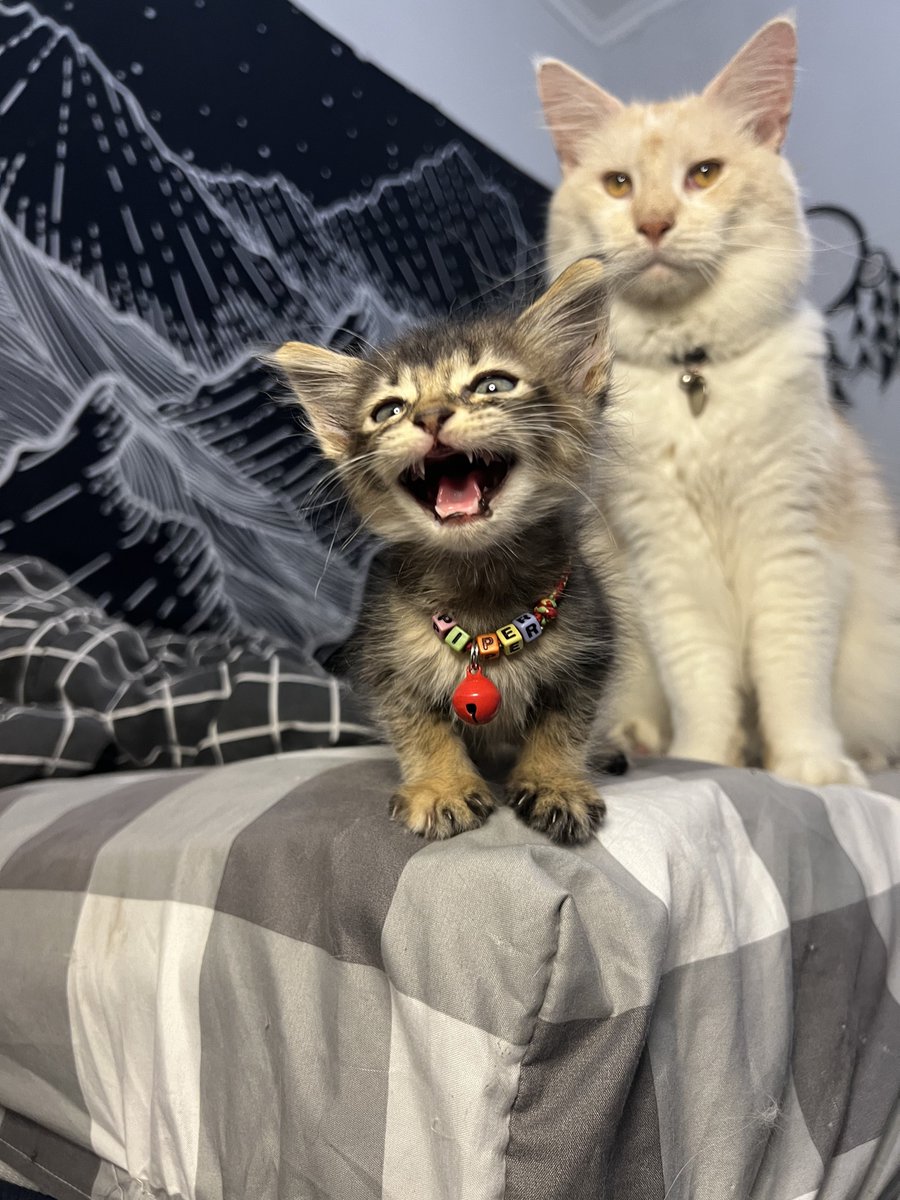 kochengfs's tweet image. 🐈‍⬛ “Hahahaha! Demi memberiku royal canin km mam nugget 20 ribu sebungkus ya! Hahahaha!”