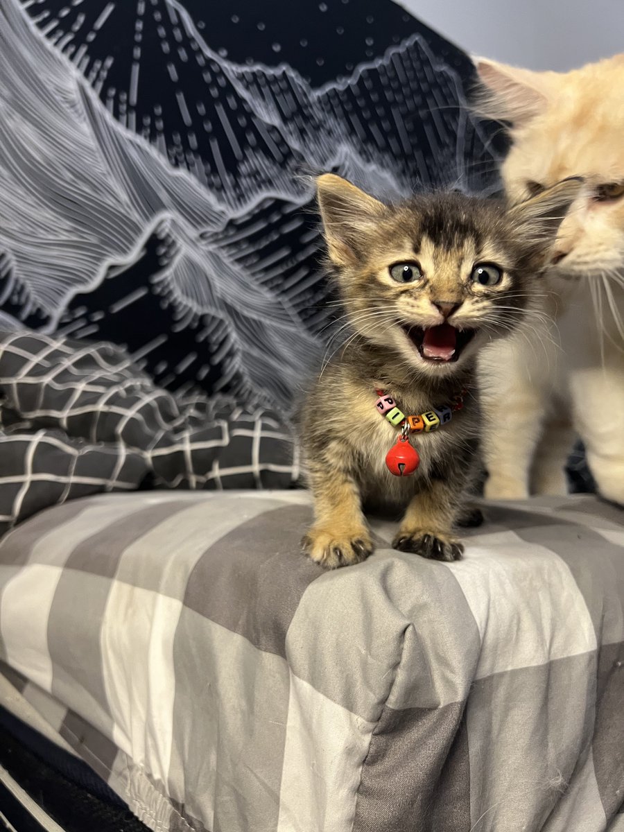 kochengfs's tweet image. 🐈‍⬛ “Hahahaha! Demi memberiku royal canin km mam nugget 20 ribu sebungkus ya! Hahahaha!”