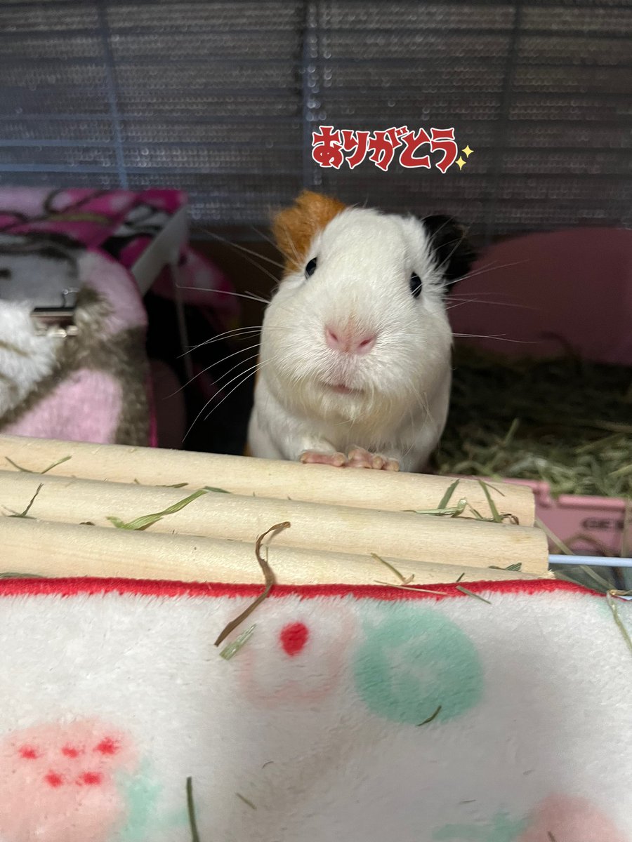 yumemeko424's tweet photo. 新しく洗えるペットシーツネットで買いました🐹✨

モルモットのモコちゃん用です😊✨

メッセージも素敵でした🥹

#モルモット
#モルモット飼育初心者
#イングリッシュモルモット
#洗えるペットシーツ
#BAZS https://t.co/1BMGNCCiUR