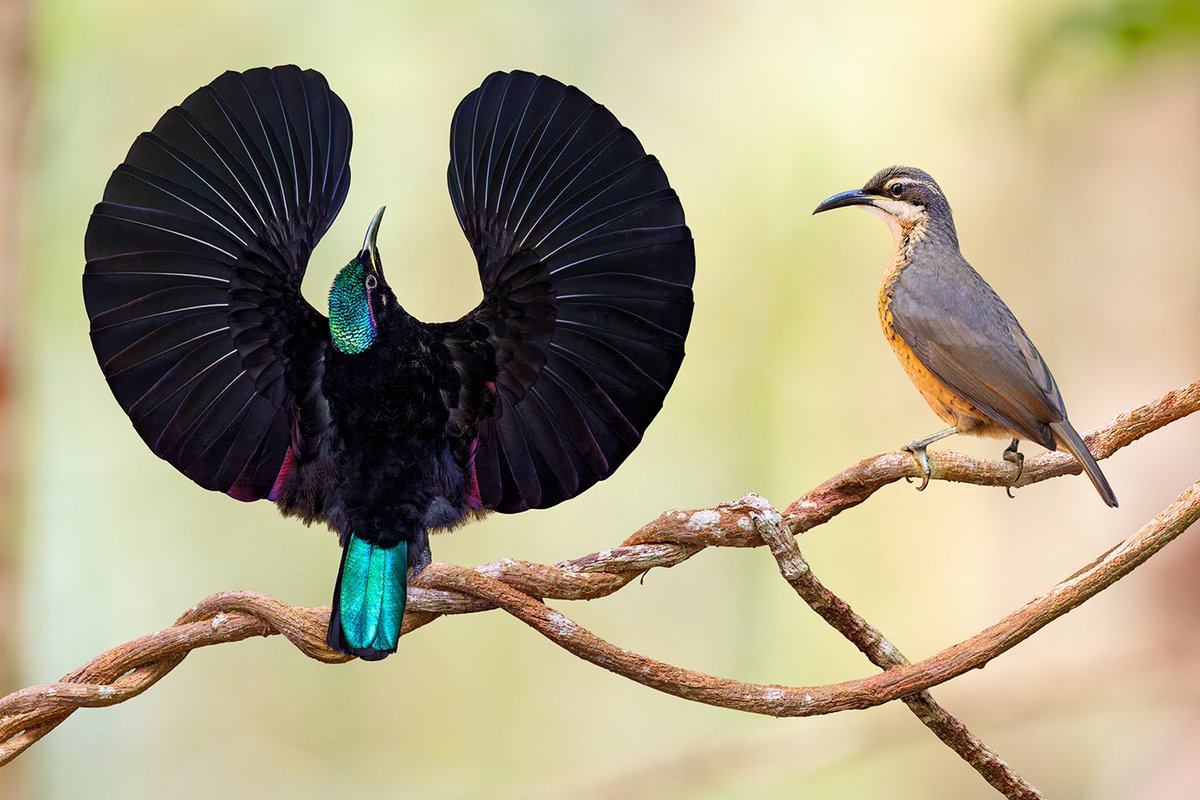 Jan Wegener tweet media