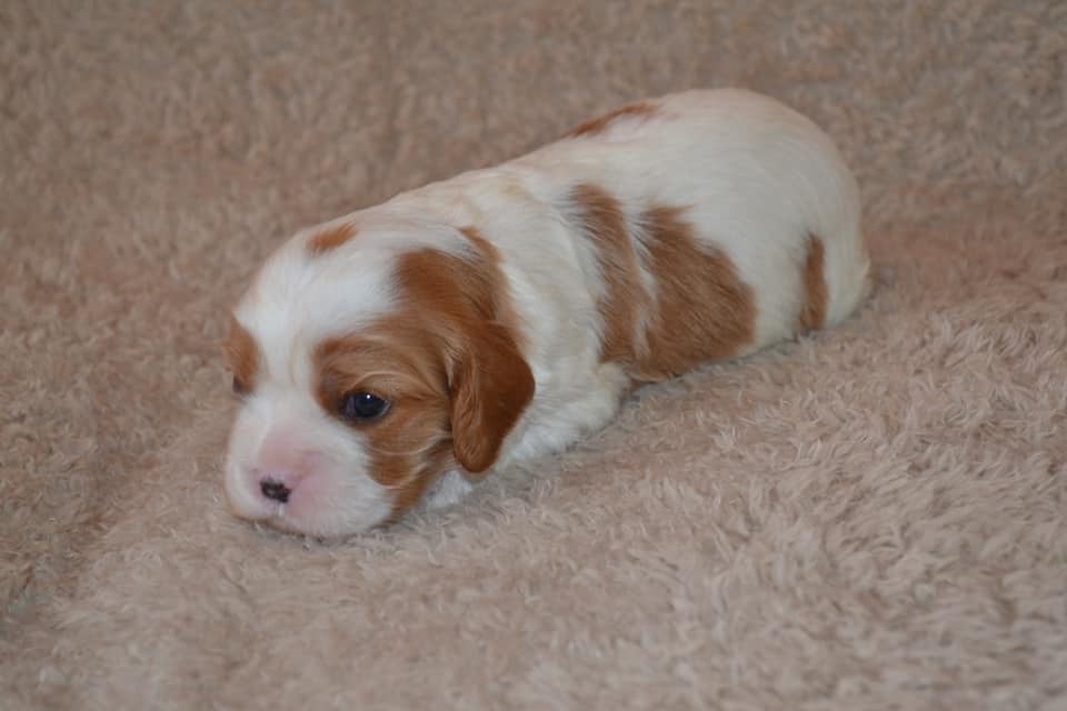ptits_clous's tweet photo. Elle est née !! Elle s'appelle Utopie 😍 https://t.co/uVoCX9cDwu