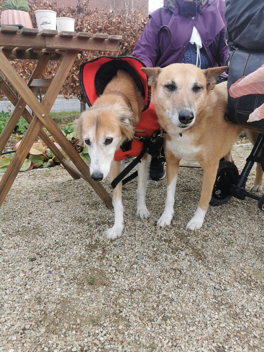 RichBarracks's tweet photo. Faiza who came here from Uganda and Lisso who came here from Tipperary (both long long ways away) are here with us today. Fáilte!
#dogsofrichmondbarracks #dogsoftwitter #madra #madrai https://t.co/YGZlSB22fD
