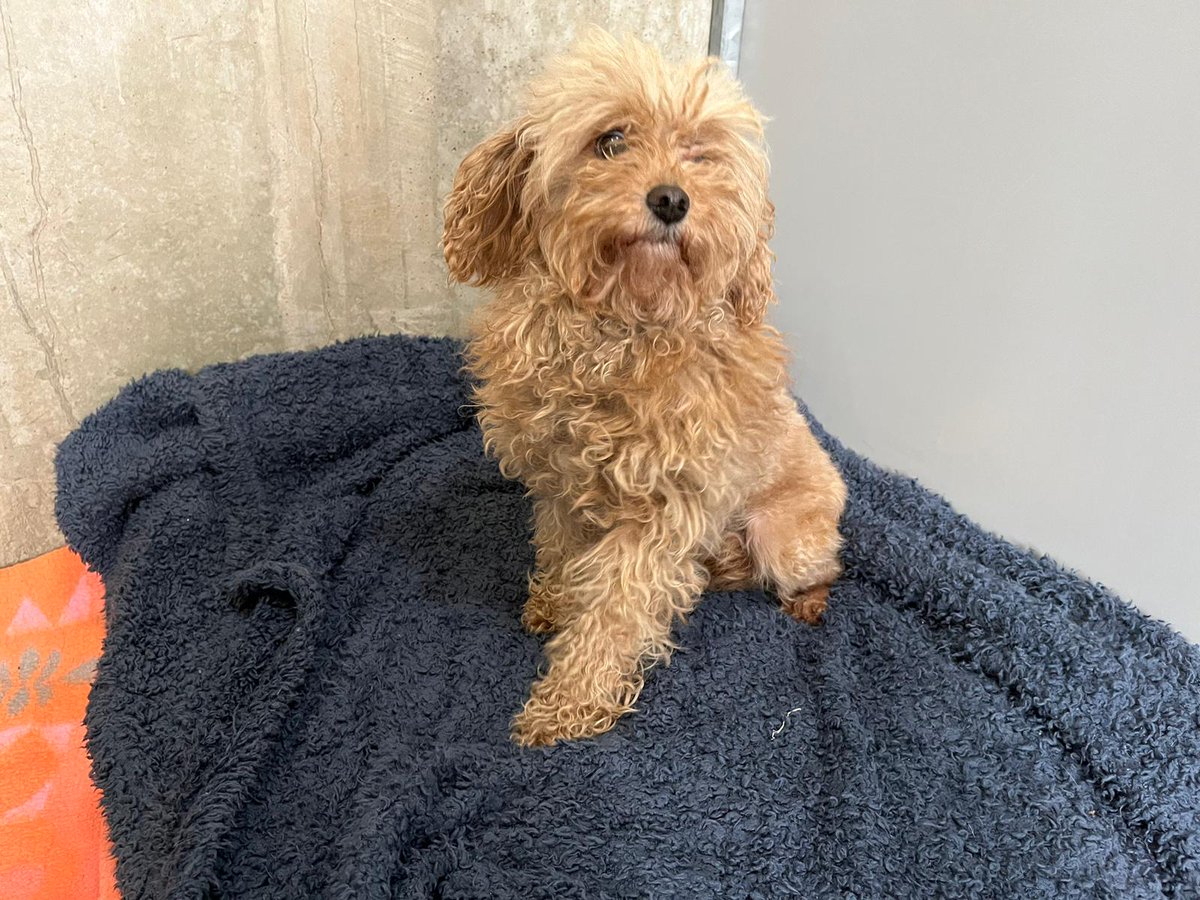 Gevonden poedeltje, teefje. Is gechipt maar de registratie is niet in orde.
Hondje is half geschoren. 

Weidelaan #Raalte