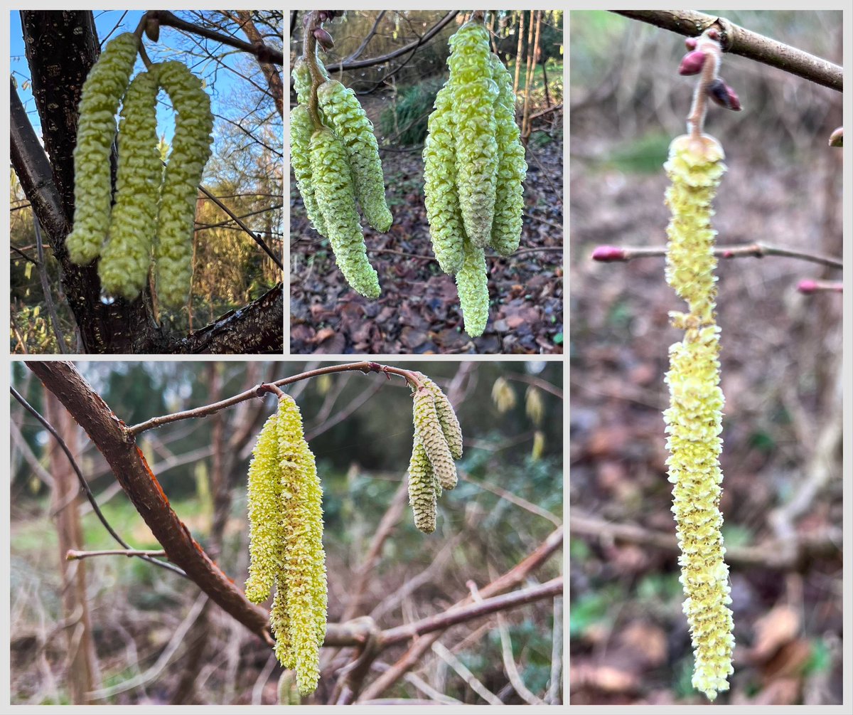 Community Action for Nature tweet media