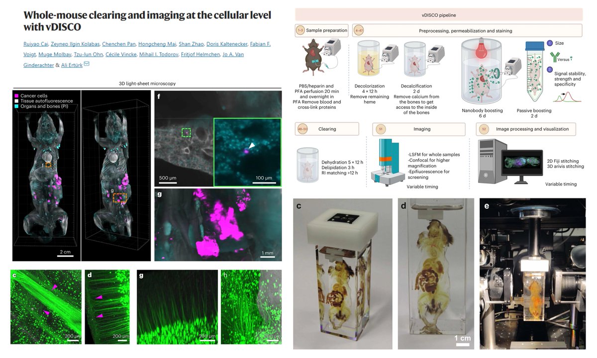 HaoYin20's tweet image. vDISCO

Optically clear the whole mouse &amp;amp; image at single-cell level #LightSheet #mesoSPIM

A great list of vDISCO-compatible Nanobodies (Table 1)

+Decolorization RBC
+Decalcification Bone

Dr. Ali Ertürk lab @erturklab @NatureProtocols 2023 @MarikaRuiyao
nature.com/articles/s4159…