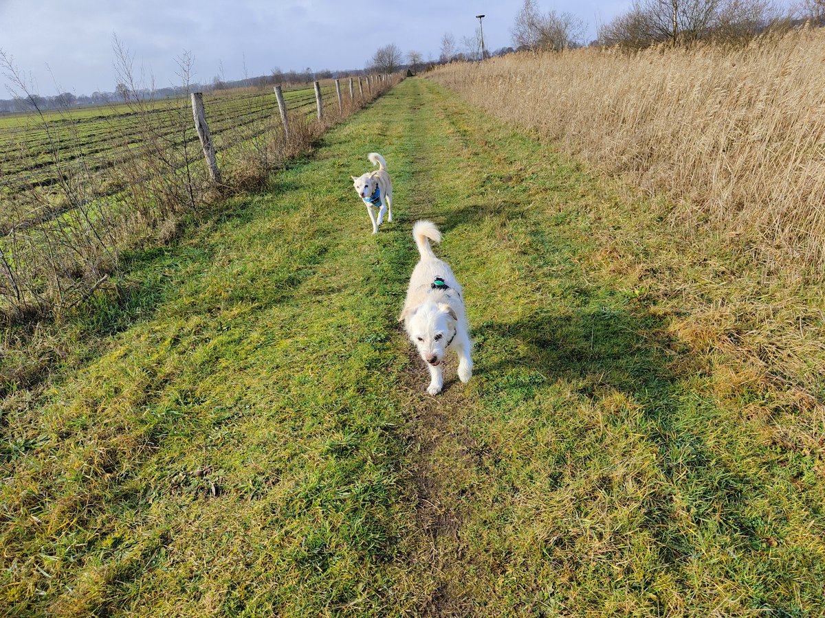 BasEnBobbie's tweet photo. Samen wandelen
Walk together
#wandelen #wandeling #samenwandelen #genieten #broertjes #lekkerlos #zonderhondenriem #walking #walk #walkingtogether #offtheleash #withoutdogleash #brothers #enjoy #rescuedog #rescuedogs https://t.co/6vVVf3uNVC