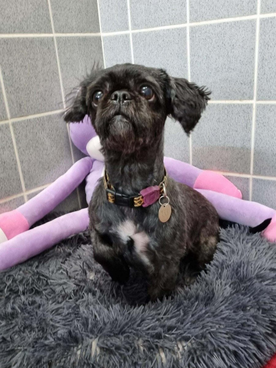 hanna christine on Twitter "RT AdoptionsUk Please retweet to help