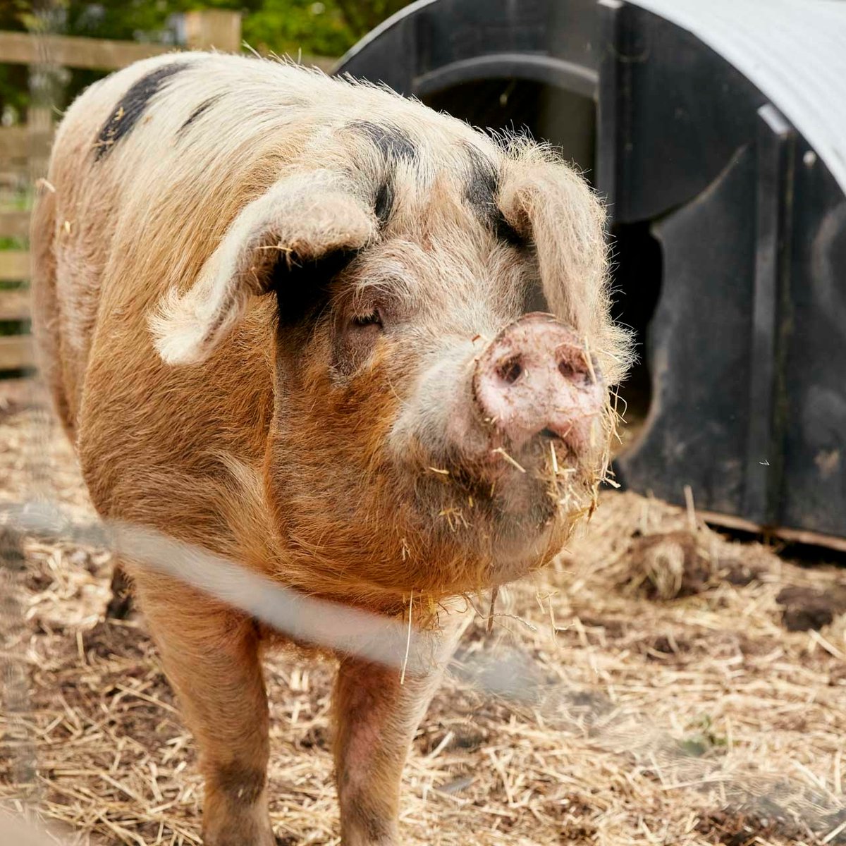 windcityfarm's tweet photo. Want to keep up to date with what's happening at the farm?
Interested in getting involved?
Sign up for our monthly newsletter. Visit our website for more information.
#whatson #community #newsletter #intheknow #keepuptodate #bristolevents #childrenevents #bristolactivities https://t.co/hppWlXLc0L