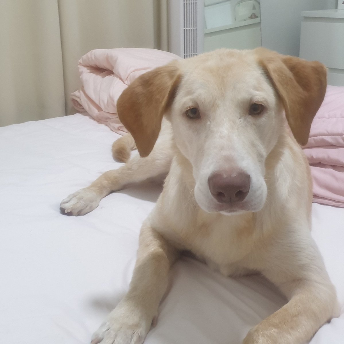 Muffinthedoge's tweet photo. #NewProfilePic https://t.co/a2XlBIaaWi
