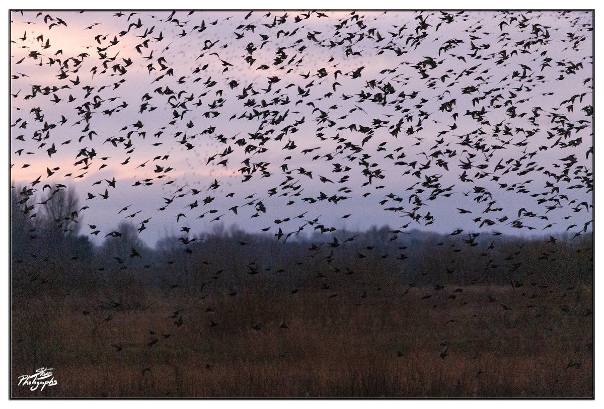 Good morning &amp; happy weekend everyone 😊
This "Starling Murmuration" was amazing hope you've enjoyed the photos this week 📸😊
Still counting 😂 <a href="/Natures_Voice/">RSPB</a> #Photography #NatureLover #TwitterNatureCommunity 

Taken at 4.45pm low light
1/1000 sec 
F5.6 
ISO 25600 
<a href="/CanonUKandIE/">Canon UK and Ireland</a>
