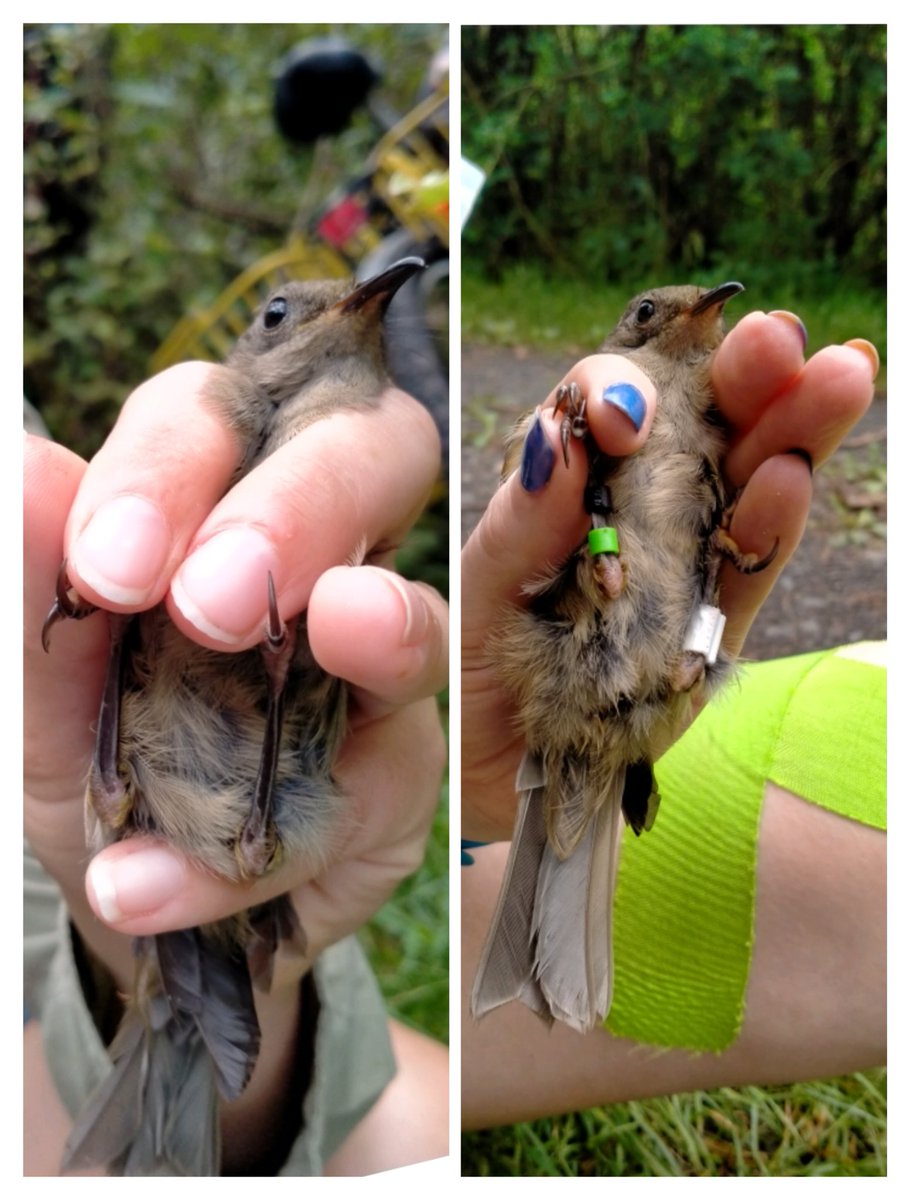 This juvenile #hihi almost thought they could get away with no unique bands after fledging from a natural nest somewhere on the island. 

Think again little one.

#stitchbird #NZbird #conservation #nzconservation #monitoring #conservationmonitoring #nzwildlife #birdbanding